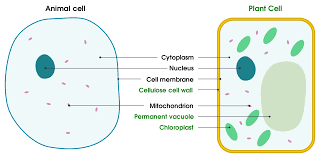 Check spelling or type a new query. Diagram Diagram For Labelling Parts Of Plant And Animal Cells Seen Full Version Hd Quality Cells Seen