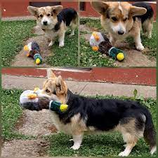 Pin On Corgis