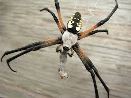 Common Spiders Of Arkansas Sciencing
