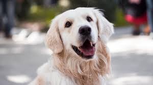 Previous questionis zoysia grass good for dogs? Dog Threw Up Blood 15 Possible Reasons Behind It Explained Barking Royalty