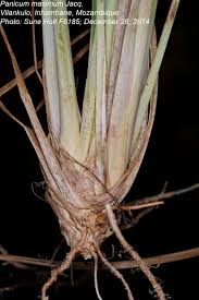 Image result for Panicum deustum