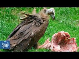 Vultures Eating Dead Animal Youtube