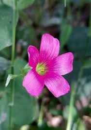 Image result for Oxalis debilis