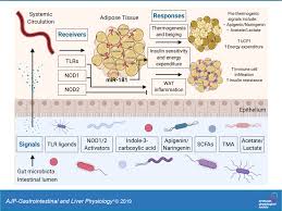Adipose tissue is now known to be a very important and active endocrine organ. The Microbiome Adipose Tissue Axis In Systemic Metabolism American Journal Of Physiology Gastrointestinal And Liver Physiology