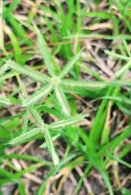 Image result for Dactyloctenium aegyptium