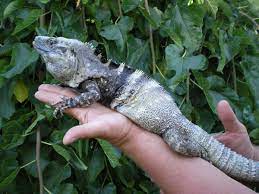 Their vent snout size is up to 12.75 inches, that of males is generally longer and heavier than females. Spiny Tailed Iguana Care Sheet Reptiles Magazine