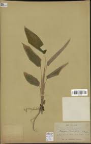 Image result for Halopegia