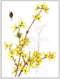 Lonicera And Forsythia Botanical Illustration Botanical Art Medicinal Plants