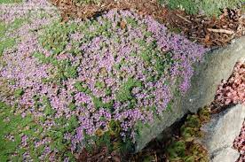 Elfin Thyme Thymus Serpyllum Elfin Elfin Thyme Plants Ground Cover