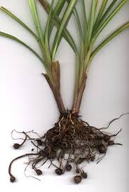 Image result for Cyperus nduru