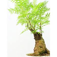 Image result for Erythrophysa