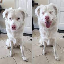 17 Incredible Before And After Photos To Look At Again And Again Deaf Dog Cute Dogs Breeds Cute Dogs