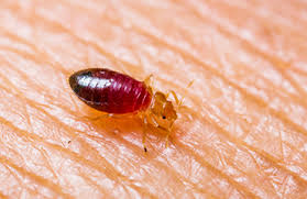 Need a pest control estimate? Bed Bug Removal Calgary Exterminator Services Peregrine Pest Control