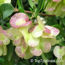 Image result for Dodonaea