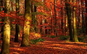 We did not find results for: Beautiful Fall Forest Wallpapers Top Free Beautiful Fall Forest Backgrounds Wallpaperaccess