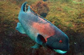 Check spelling or type a new query. California Sheephead Wikipedia