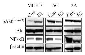 Whilst historically these titles may have signified a legal responsibility, for example at companies house in the uk. Estrogen Regulation Of Apoptosis How Can One Hormone Stimulate And Inhibit Breast Cancer Research Full Text