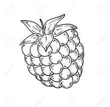 Skizze Der Himbeeren Auf Weissem Hintergrund Lizenzfrei Nutzbare Vektorgrafiken Clip Arts Illustrationen Image 27659157