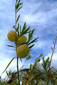 Image result for Gomphocarpus fruticosus