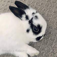 Contact the rabbit breeders below for netherland dwarf rabbit for sale. Breadbox Rabbitry Netherland Dwarf Rabbits In North Carolina