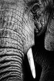 Does My Trunk Look Big In This In 2021 Elephant Photography Elephant Eye African Elephant