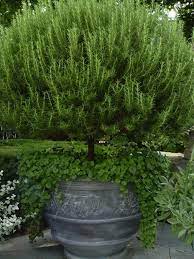 5 Favorites The Perfect Rosemary Gardenista Plants Cool Plants Container Gardening