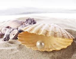 Banco de imagens : Concha, pérola, Molusco, bivalve, Berbigão, ostra,  Material natural, marisco, Acessório de moda, Produto animal, Moluscos,  jóias, frutos do mar, bege, Invertebrado 3515x2736 - Rudy Workaholic -  1602640 - Imagens Gratuitas - PxHere