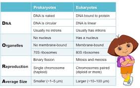 Prokaryotic Vs Eukaryotic Cells Bioninja