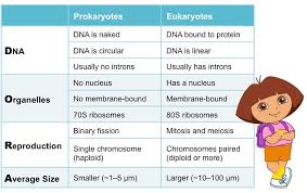 prokaryotic vs eukaryotic cells bioninja