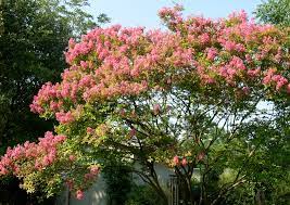 Maybe you would like to learn more about one of these? Psychoactive Plants With Susan Wittig Albert Plus Some Of My Own Central Texas Gardener