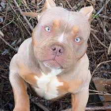 Young Venom Son W Those Venom Eyes Venomline Americanbully Bullybreed Americanbullies Pocketbully Dogs Abkc American Bully Pocket Bully Bully Breeds