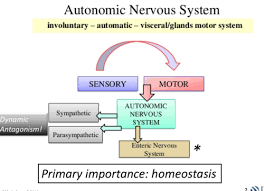 Autonomic Nervous System Physiology Flashcards Quizlet