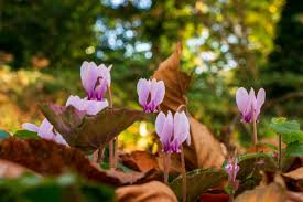 Fioristi che consegnano a nomi. Nomi E Foto Dei Fiori Piu Belli Donnad