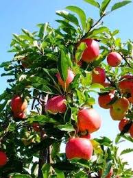 Although the words for tree and bush are árbol and arbusto, respectively, many that produce fruit have names related to the. Apple Tree Pruning Few Tips On When How To Do This In Spain Spain Info