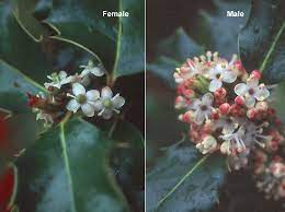 Maybe you would like to learn more about one of these? Ilex Aquifolium Landscape Plants Oregon State University