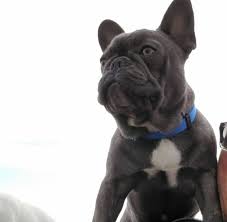 Contact california french bulldog breeders near you using our free french bulldog breeder search below is a sample search of our french bulldog breeders with puppies for sale. French Bulldogs Of The Bay Ask Frankie Breeder Directory