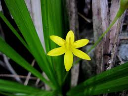 Image result for Hypoxis sp. A (as per FZ 12-3)