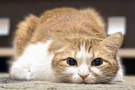 How does throat cancer feel? Pain In Cats Symptoms Causes Diagnosis Treatment Recovery Management Cost