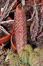 Image result for Brachycorythis angolensis