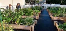 Community Garden | North Palm Beach, FL - Official Website