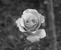 Black And White Rose Images Hd 100 8002 Jpg 2620 2128 Black And Grey Rose Black And White Flowers Rose Reference