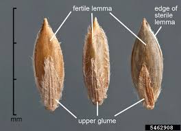 Image result for Digitaria sanguinalis