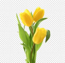 Premium wholesale flowers · quality customer service Yellow Flowers Tulip Flower Bouquet Greeting Card Tulips S Flower Arranging Leaf Floral Png Pngwing