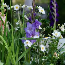 Image result for Gladiolus melleri