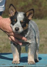 Find 4 australian cattle dogs for sale on freeads pets uk. Puppies Dogs For Sale Cattle Dog Puppy Heeler Puppies Australian Cattle Dog