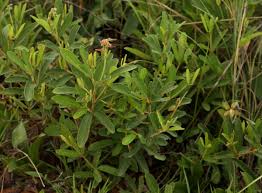 Image result for Eriosema pauciflorum