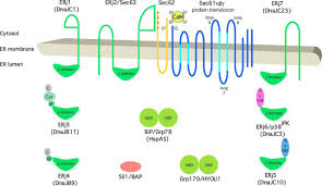 Action.devices.types.carbon_monoxide_detector carbon monoxide detectors may report whether carbon monoxide is currently detected, whether the carbon monoxide level is high, and the current this type indicates that the device gets carbon monoxide detector type synonyms/aliases. Co Chaperone Specificity In Gating Of The Polypeptide Conducting Channel In The Membrane Of The Human Endoplasmic Reticulum Journal Of Biological Chemistry
