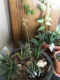 Fat plants san diego is a licensed nursery located in san diego, california. Haworthia In Bloom Cactus And Succulents Plants Succulents