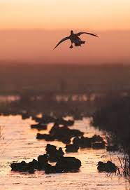 Duck hunt hd wallpapers, desktop and phone wallpapers. Landing By Robert Canis 500px Waterfowl Hunting Hunting Wallpaper Duck Hunting