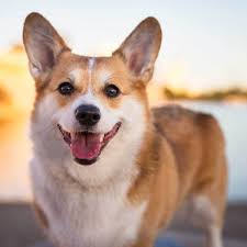 Maybe you would like to learn more about one of these? Pembroke Welsh Corgi Dog Breed Info Pics More